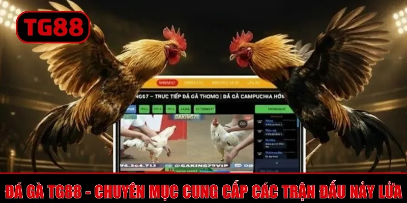 Đá Gà TG88 - Hình Thức Giải Trí Gay Cấn, Thưởng Hấp Dẫn